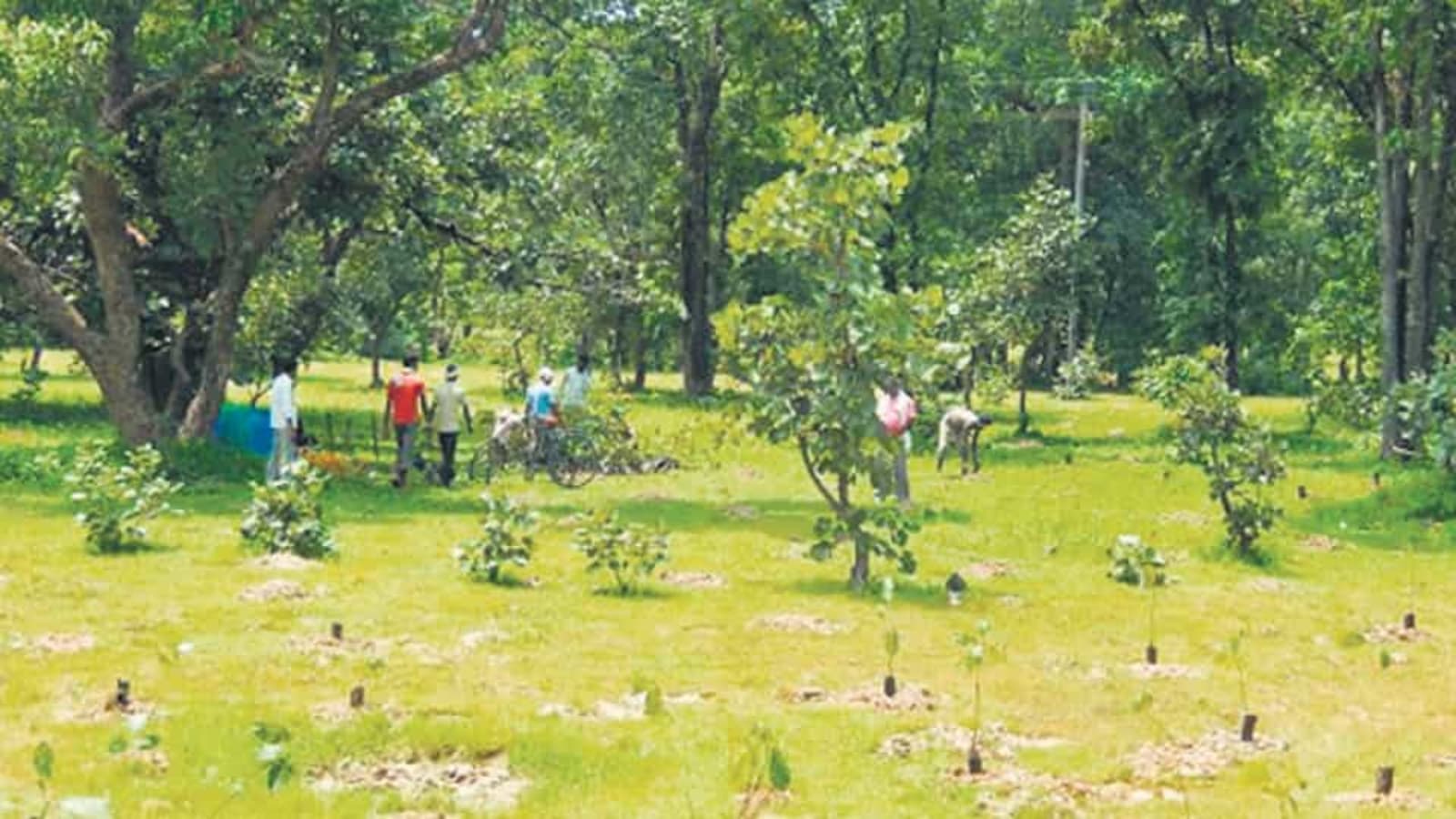 Bihar juvenile board tells minor to plant 20 trees in school as punishment