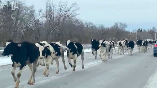 While few cows were rounded up near a fenced area between CR 600 and CR 700 South, the majority of the herd continued to move onto Range Road.(AP)