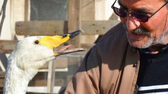 Recep Mirzan, a 63-year-old retired postman talks to Garip, a female swan that he rescued 37 years ago, (AP) Recep Mirzan, a 63-year-old retired postman talks to Garip, a female swan that he rescued 37 years ago, (AP)