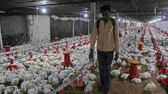 A worker disinfects the poultry farm in Shivapur village to protect chickens from bird flu decease. (HT Photo ) A worker disinfects the poultry farm in Shivapur village to protect chickens from bird flu decease. (HT Photo )