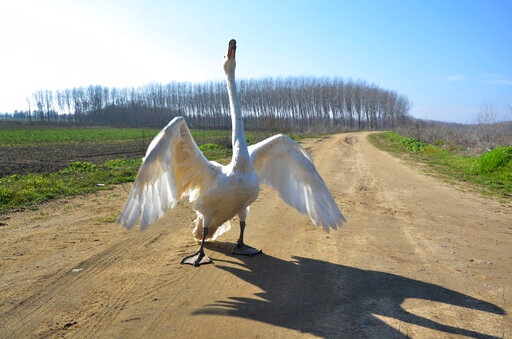 Garip, a female swan that was rescued 37 years ago by Recep Mirzan. (AP) Garip, a female swan that was rescued 37 years ago by Recep Mirzan. (AP)
