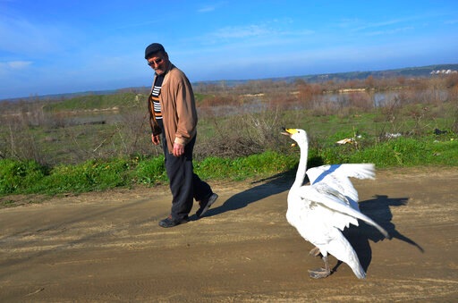 Recep Mirzan, a 63-year-old retired postman is followed by Garip, a female swan. (AP) Recep Mirzan, a 63-year-old retired postman is followed by Garip, a female swan. (AP)