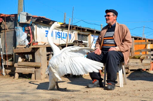 Recep Mirzan, a 63-year-old retired postman and Garip, a female swan that he rescued 37 years ago. (AP) Recep Mirzan, a 63-year-old retired postman and Garip, a female swan that he rescued 37 years ago. (AP)