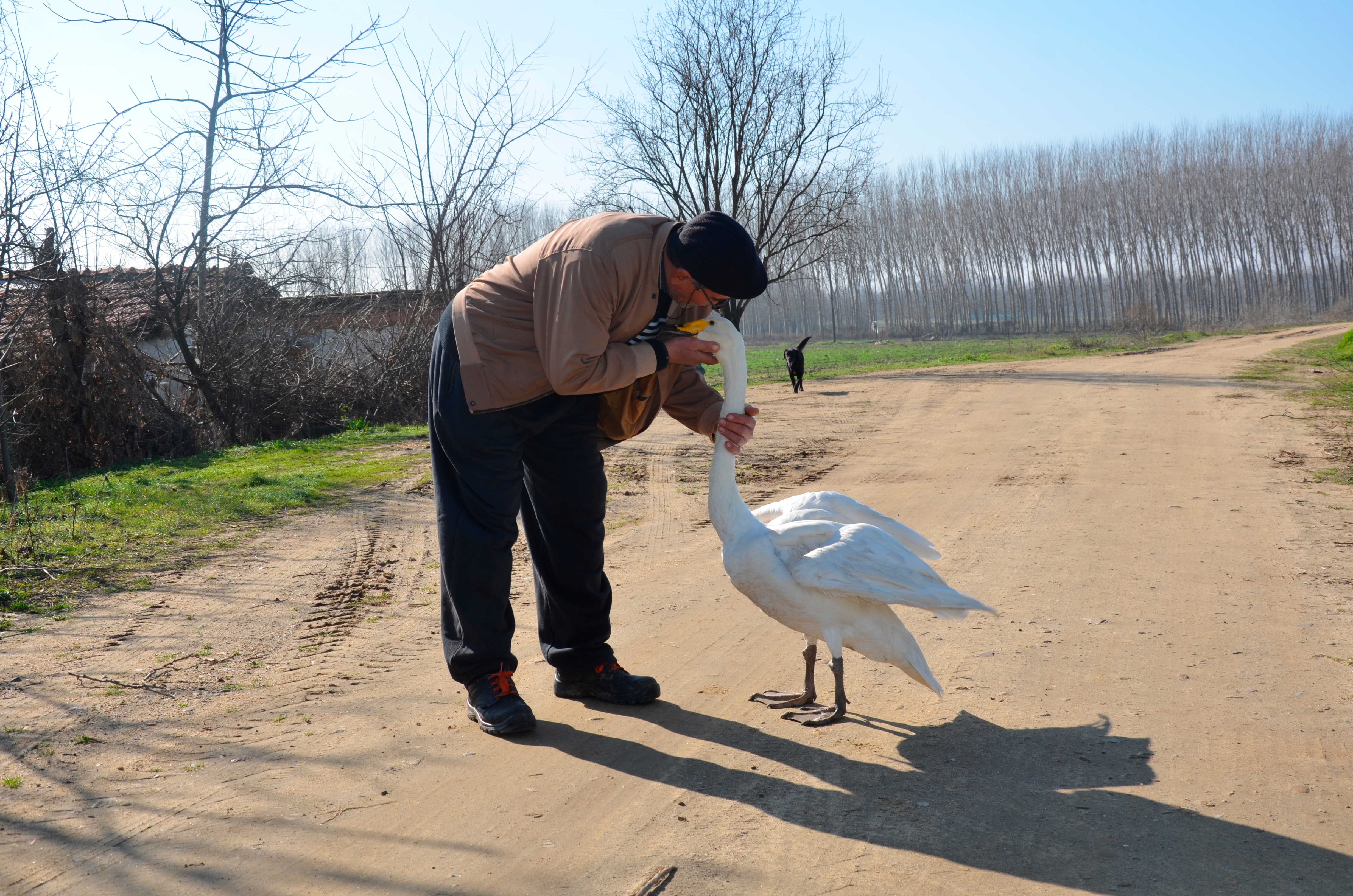 Recep Mirzan, a 63-year-old retired postman shares a moment with Garip, a female swan that he rescued 37 years ago. (AP) Recep Mirzan, a 63-year-old retired postman shares a moment with Garip, a female swan that he rescued 37 years ago. (AP)