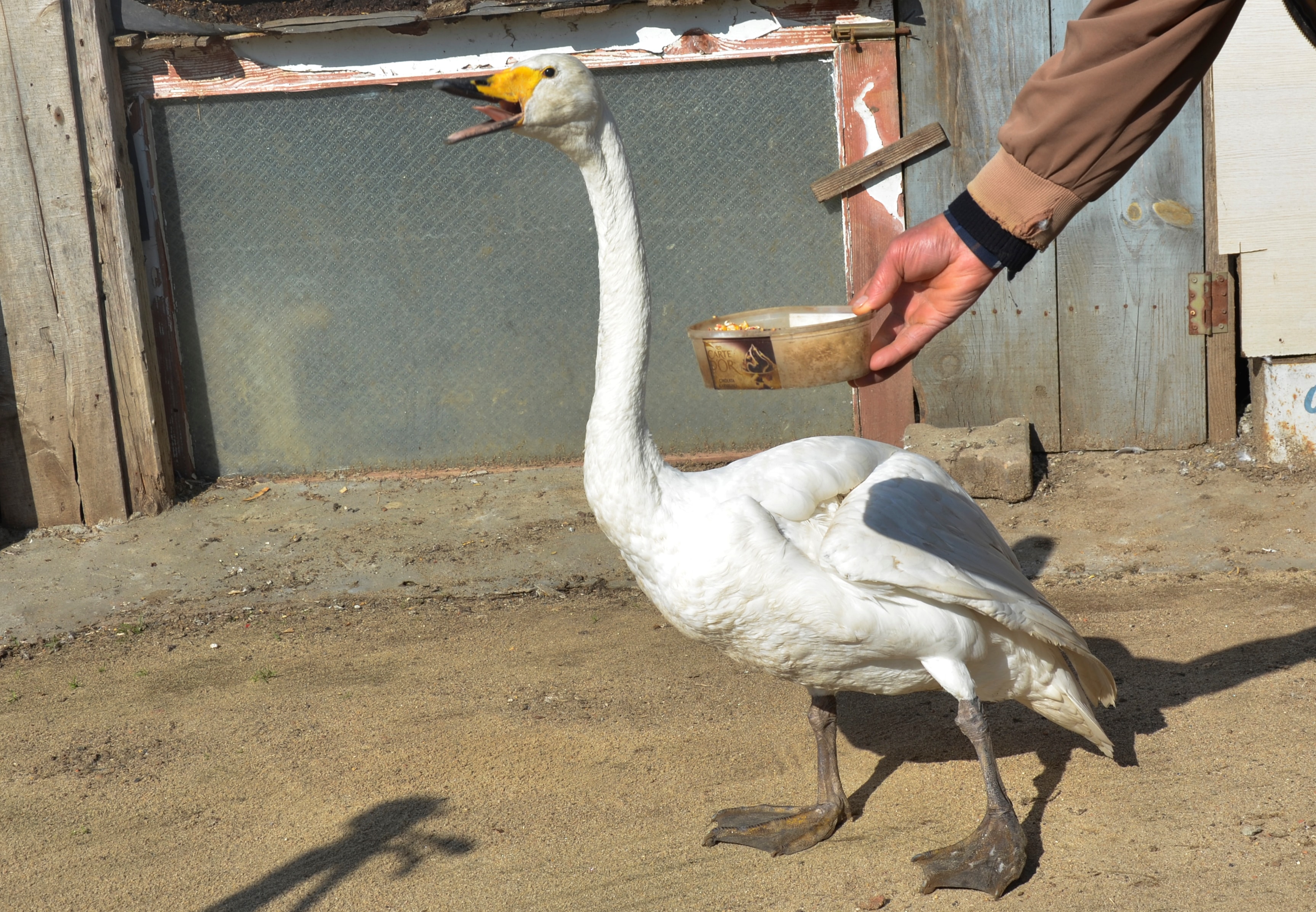 Garip, a female swan that was rescued 37 years ago by Recep Mirzan. (AP) Garip, a female swan that was rescued 37 years ago by Recep Mirzan. (AP)