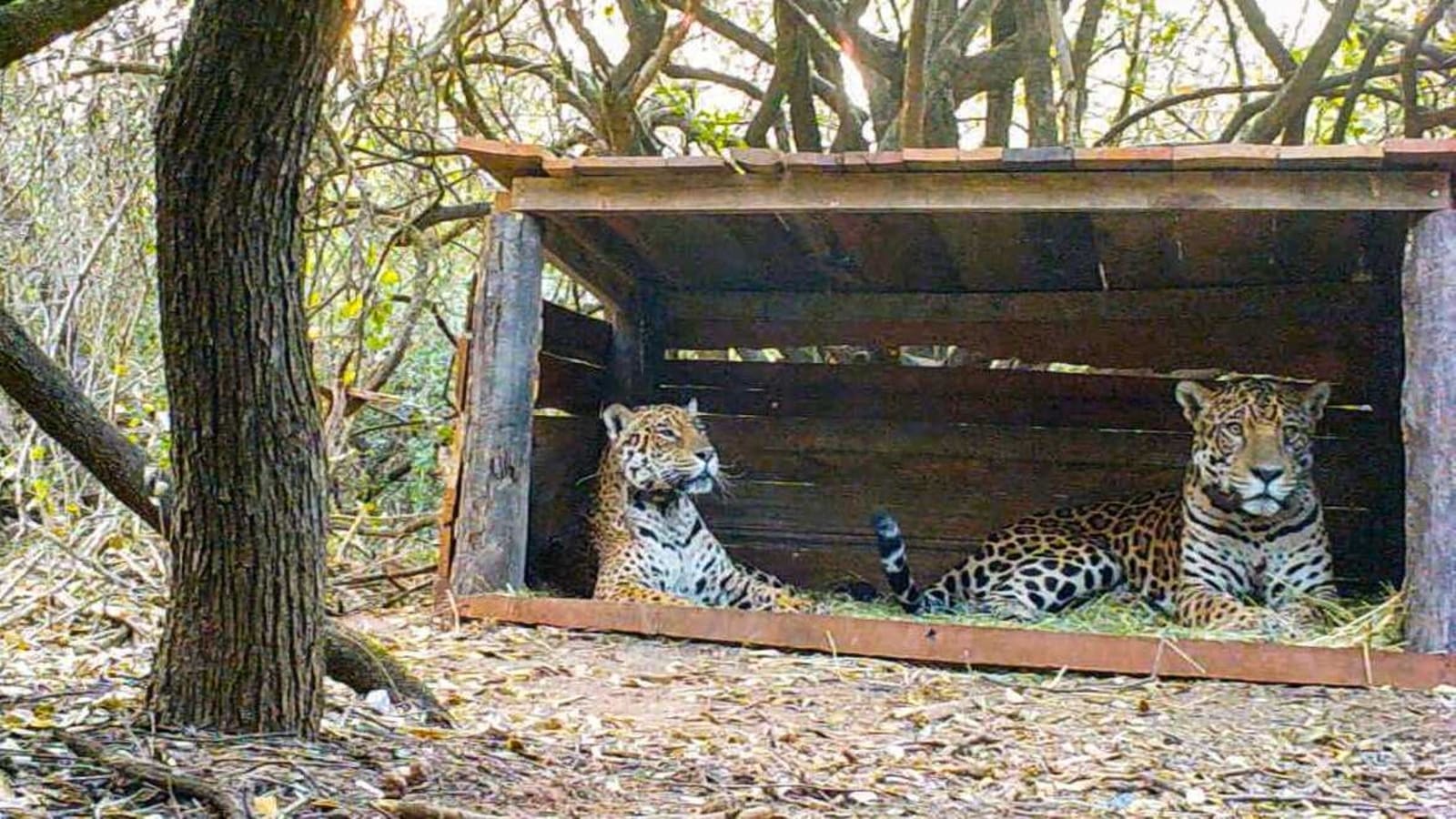 ‘Happy ending’: Jaguar cubs born to rare wild-captive parents in Argentina