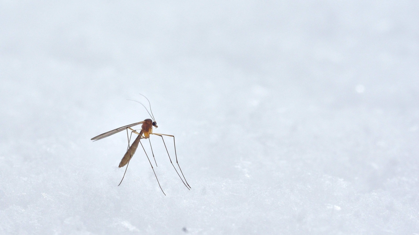 Scientists map detailed genome of malaria mosquito vector