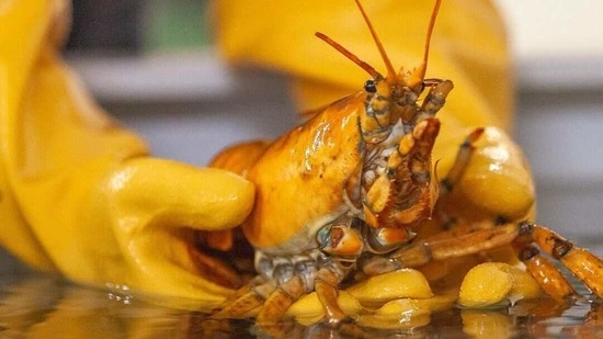 yellow lobster stockx