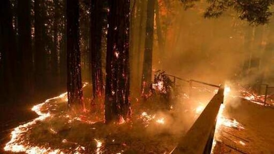 Lightning Complex fire consumes trees and a fence along Empire Grade Road in the Santa Cruz Mountains community of Bonny Doon near Santa Cruz, California. (AP) Lightning Complex fire consumes trees and a fence along Empire Grade Road in the Santa Cruz Mountains community of Bonny Doon near Santa Cruz, California. (AP)