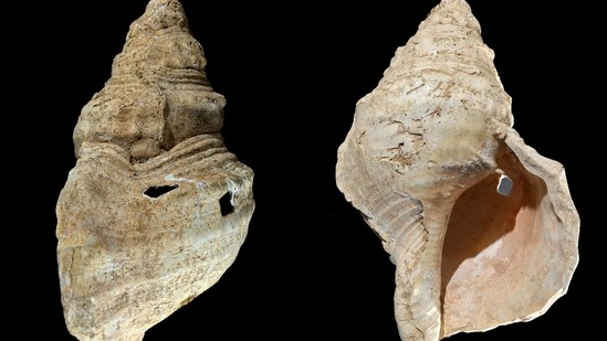 The image shows two sides of a 12-inch (31 cm) conch shell discovered in a French cave with prehistoric wall paintings in 1931.(AP)