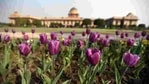 Tulips bloom at The Mughal Garden at the President’s Estate .(Sonu Mehta/HT PHOTO) Tulips bloom at The Mughal Garden at the President’s Estate .(Sonu Mehta/HT PHOTO)