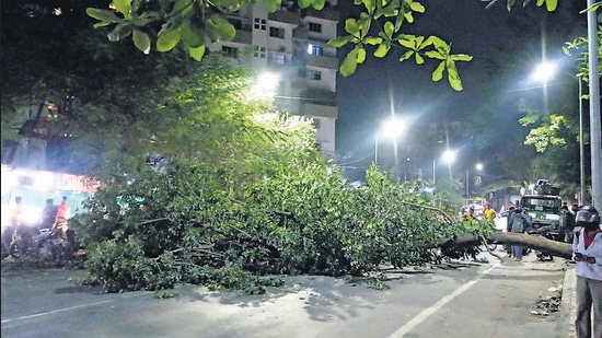 The fallen tree near Warje ward office occupied the entire width of the road. (PRATHAM GOKHALE/HT) The fallen tree near Warje ward office occupied the entire width of the road. (PRATHAM GOKHALE/HT)