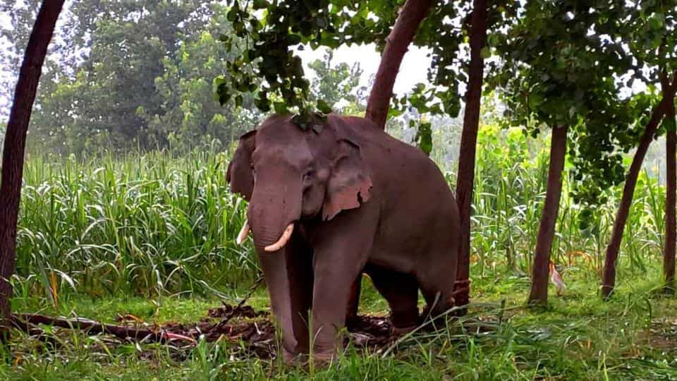 One of the elephants that had ventured into the Uttarakhand-UP border area from Nepal last year in June. (HT file photo) One of the elephants that had ventured into the Uttarakhand-UP border area from Nepal last year in June. (HT file photo)