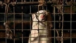 Following the discovery of Covid-19 at the farm in Kartuzy county, Polish authorities said all mink there would be culled.(Reuters) Following the discovery of Covid-19 at the farm in Kartuzy county, Polish authorities said all mink there would be culled.(Reuters)
