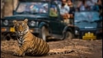 Tiger at Jim Corbett National Park Tiger at Jim Corbett National Park