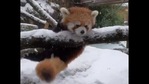 The image shows a red panda.(Twitter/@oregonzoo) The image shows a red panda.(Twitter/@oregonzoo)