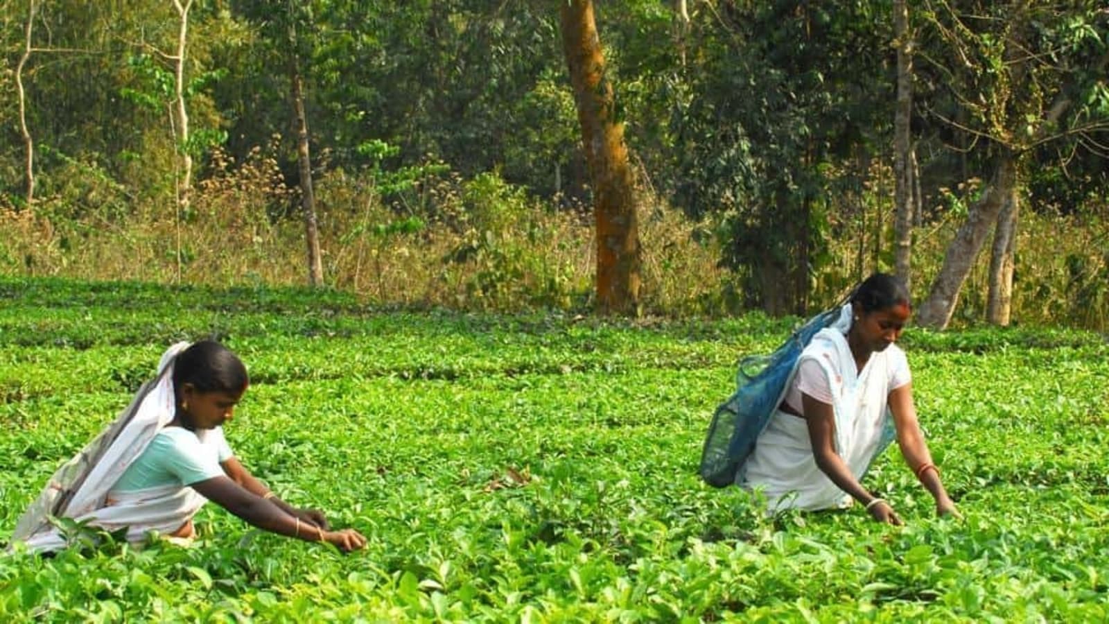 tea-planters-in-bihar-seek-exemption-from-land-ceiling-latest-news