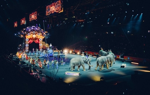 In September, France announced a gradual ban on using bears, tigers, elephants and other wild animals in circuses on the grounds of their welfare. (Representational Image) (Unsplash) In September, France announced a gradual ban on using bears, tigers, elephants and other wild animals in circuses on the grounds of their welfare. (Representational Image) (Unsplash)
