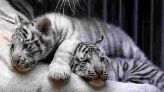 Two white tiger cubs in Pakistan likely died of Covid-19: Zoo officials