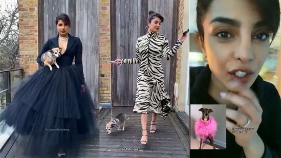 Instagram's virtual dog Tika gave her opinion on Priyanka Chopra and Diana on their fashion choices. Instagram's virtual dog Tika gave her opinion on Priyanka Chopra and Diana on their fashion choices.