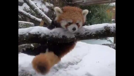 Video of animals frolicking in the snow may brighten your day. Watch |  Trending - Hindustan Times
