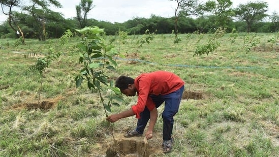 Manjhi said that he started work on his orchard, which consists of 10,000 trees, mostly guava, 15 years ago inspired by the 'mountain man' Dashrath Manjhi.(Sanchit Khanna/HT photo (Representative image))