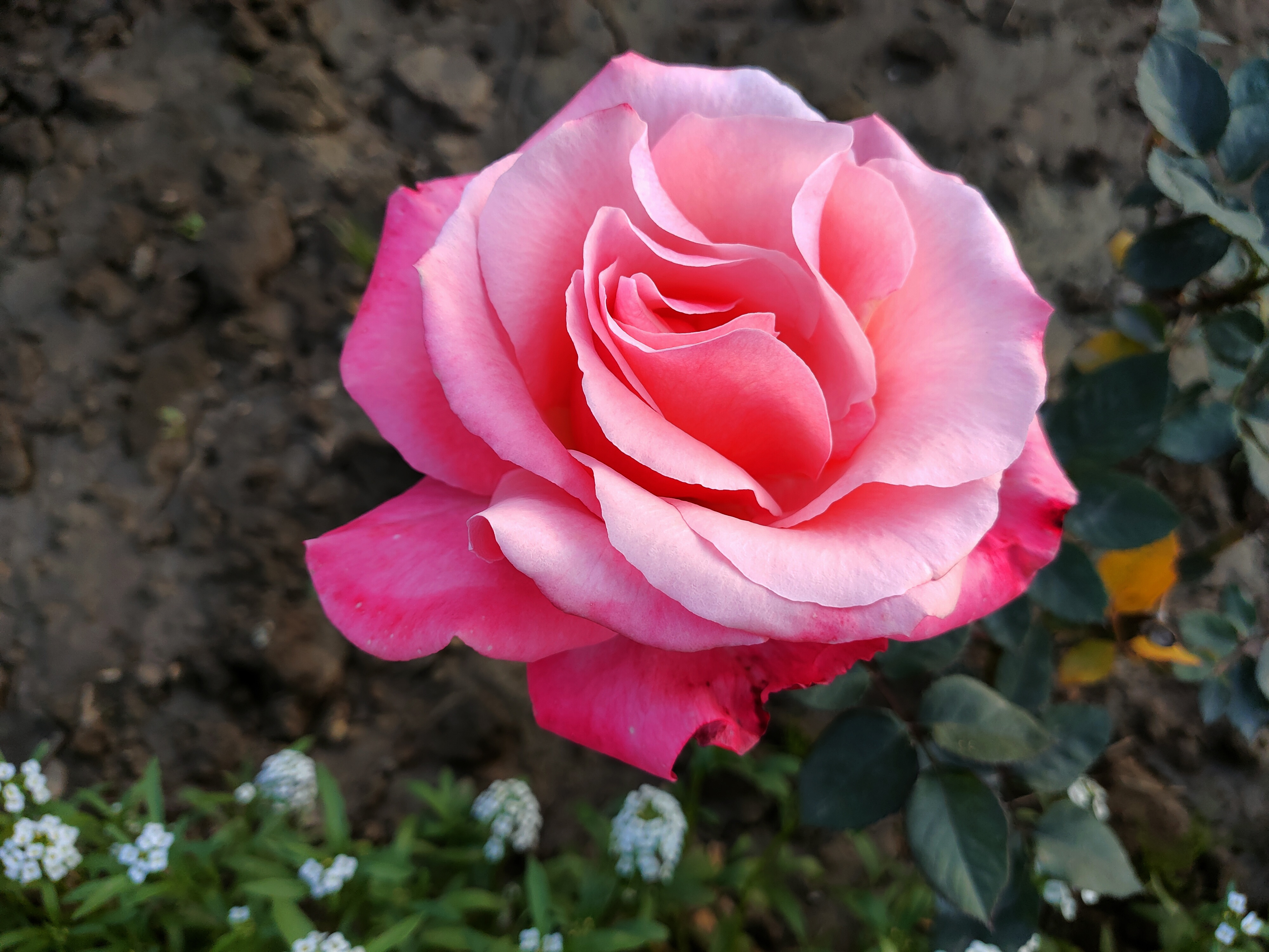 Over 130 varieties of roses are blooming in the gardens, alongside more than 70 varieties of other flowering plants. (Photo: Shivam Saxena/HT)