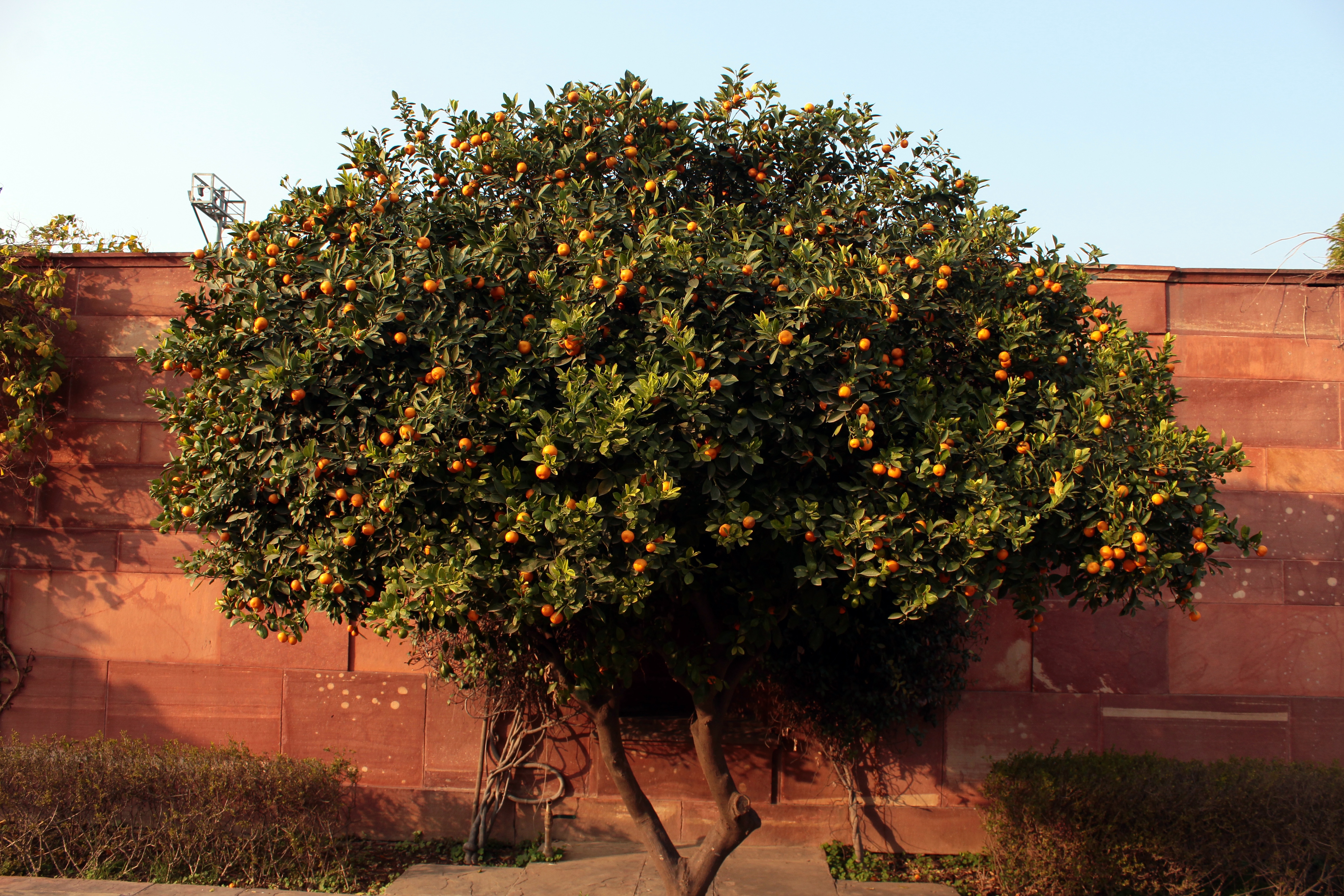 China Orange trees are an attraction for not just the visitors but even the monkeys in vicinity. (Photo: Shivam Saxena/HT)