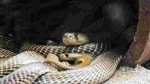 Local environmental NGO Nature and snake activists came to the spot and rescued the snakes and handed them to the forest department.(Unsplash) Local environmental NGO Nature and snake activists came to the spot and rescued the snakes and handed them to the forest department.(Unsplash)