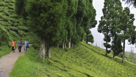 In this file photo from 2017, people seen walking along a path at the high altitude Happy Valley Tea garden, in Darjeeling. (AFP/For Representative Purposes Only)