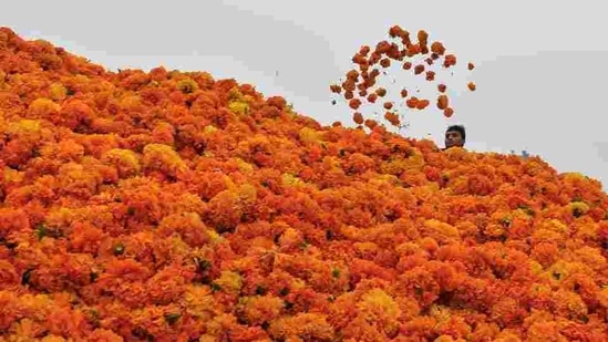 A worker sits among Marigold flowers at Ghazipur flower market ahead of Diwali in New Delhi.(PTI)