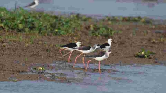 On Thursday, around 300 samples including a few birds from a poultry farm of Khurda tested negative for bird flu. (HT PHOTO.) On Thursday, around 300 samples including a few birds from a poultry farm of Khurda tested negative for bird flu. (HT PHOTO.)