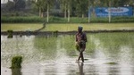 Agriculture experts have been recommending maize as the best bet for crop diversification for a switch from paddy given its low-water consumption, but its prices saw a sharp drop last year, leaving the farmers disappointed. (Representational picture) Agriculture experts have been recommending maize as the best bet for crop diversification for a switch from paddy given its low-water consumption, but its prices saw a sharp drop last year, leaving the farmers disappointed. (Representational picture)