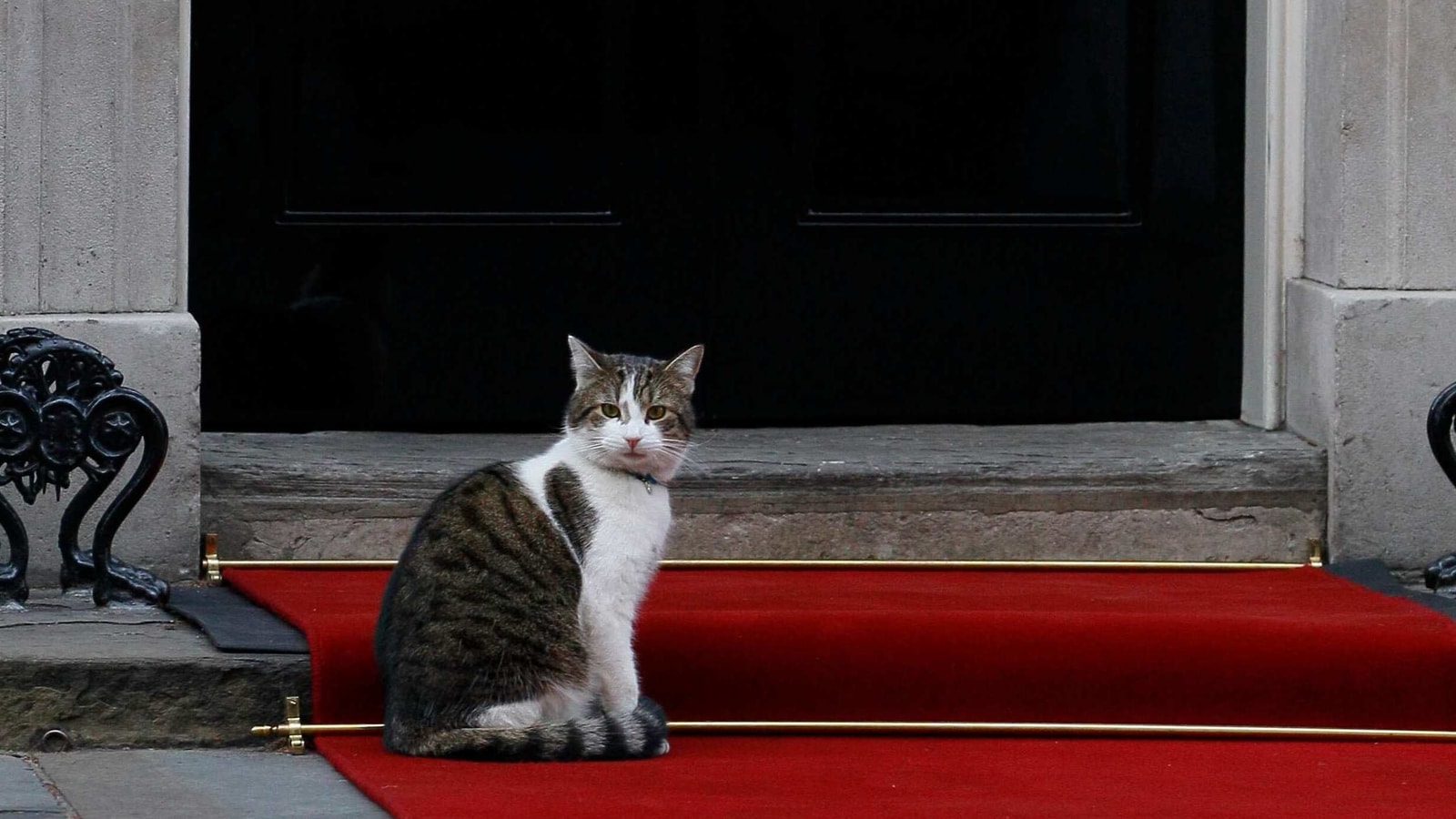 Larry The Cat Completes 10 Years As Uk S Chief Mouser With Exquisite Rodent Killing Abilities Trending Hindustan Times