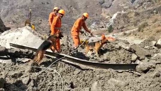 A team of NDRF searches with the help of dogs at Raini Village in Chamoli. (ANI Photo)