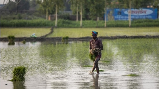 Agriculture experts have been recommending maize as the best bet for crop diversification for a switch from paddy given its low-water consumption, but its prices saw a sharp drop last year, leaving the farmers disappointed. (Representational picture) Agriculture experts have been recommending maize as the best bet for crop diversification for a switch from paddy given its low-water consumption, but its prices saw a sharp drop last year, leaving the farmers disappointed. (Representational picture)