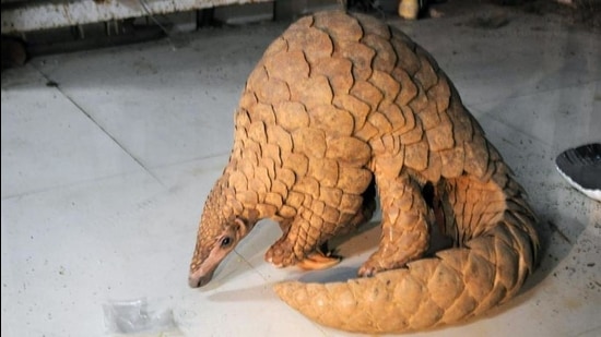 The pangolin is protected under the Wild Life Protection Act, 1972. (HT PHOTO) The pangolin is protected under the Wild Life Protection Act, 1972. (HT PHOTO)