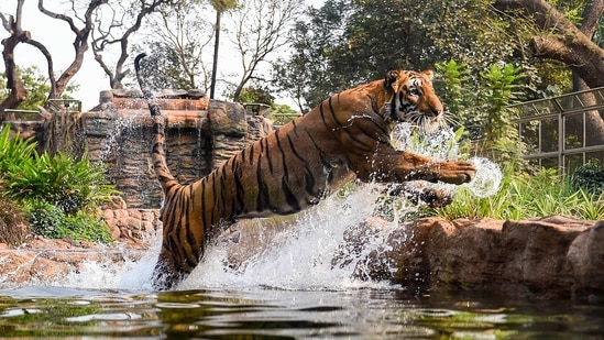 Mumbai: A Royal Bengal Tiger jumps from a pond inside an enclosure at the Byculla Zoo in Mumbai, Monday, Feb. 15, 2021. The zoo reopened on Monday after 11 months of closure due to the coronavirus pandemic. (PTI Photo/Kunal Patil)(PTI02_15_2021_000038A)(PTI)