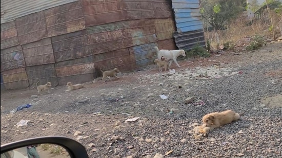 Sopan Dhale, a resident of Balewadi, said I was walking past the Balewadi High Street when the dogs attacked and bit me on the leg. “Other people came running to shoo them away, but till then one of the dogs bit me on the leg.” (HT PHOTO) Sopan Dhale, a resident of Balewadi, said I was walking past the Balewadi High Street when the dogs attacked and bit me on the leg. “Other people came running to shoo them away, but till then one of the dogs bit me on the leg.” (HT PHOTO)