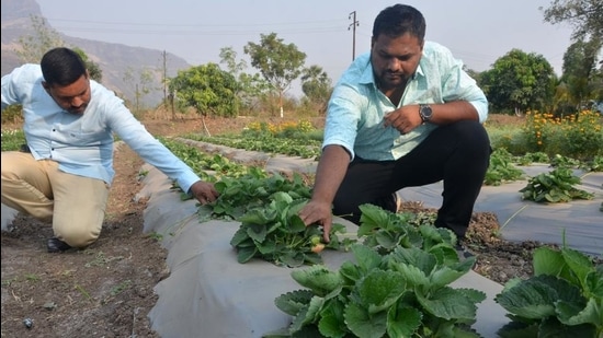 Sajjan Pawar, 40, and his nephew Prashant Pawar, 32, at their farm in Navi Mumbai. (Bachchan Kumar/ HT PHOTO)