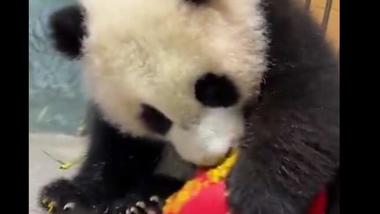 Video Of Baby Panda Xiao Qi Ji Enjoying Sweet Potato May Brighten Up Your Day Hindustan Times