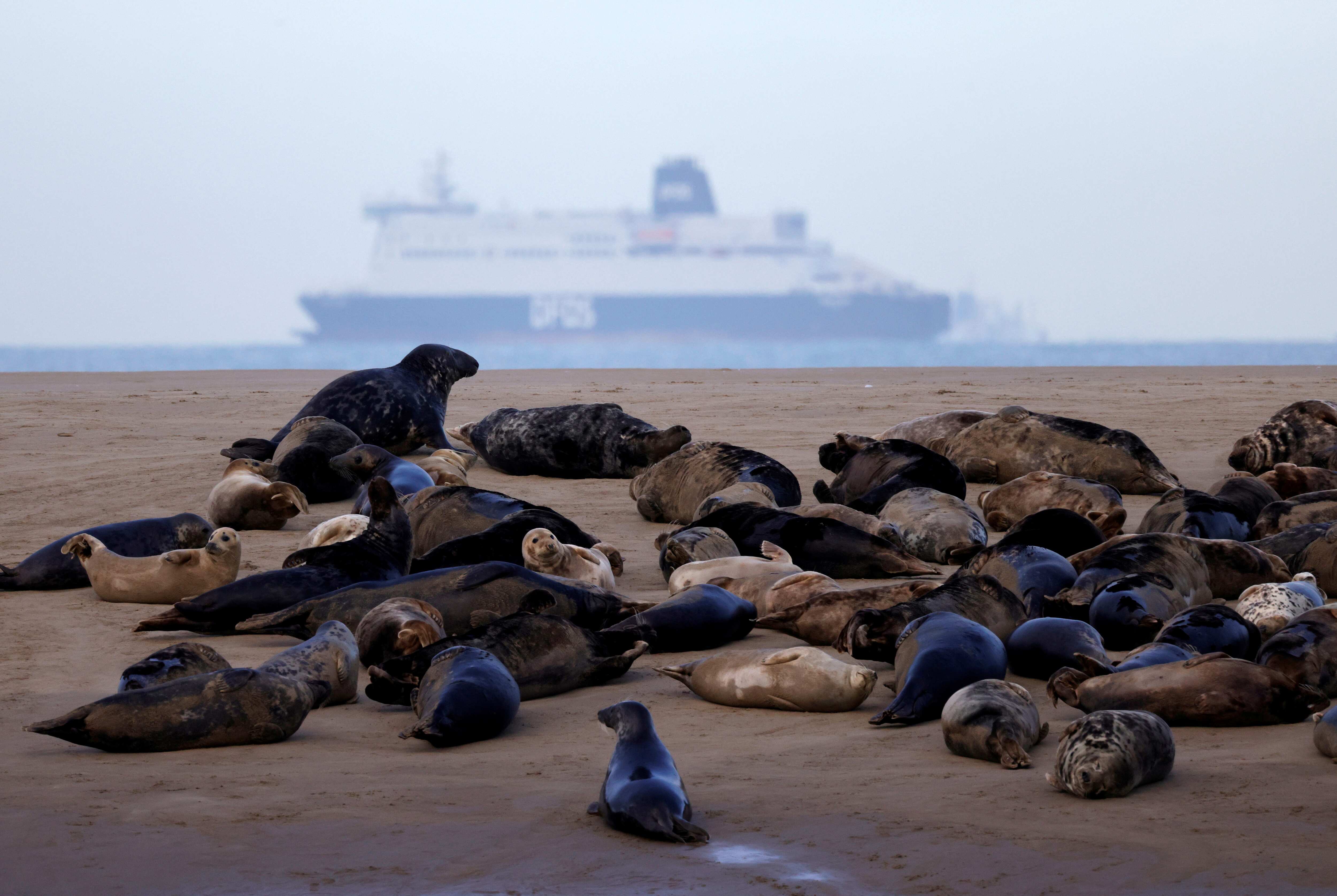Grey seals rest on a sandbank close to Walde lighthouse in Marck near Calais, France, February 4, 2021. Picture taken on February 4, 2021. REUTERS/Pascal Rossignol (REUTERS)
