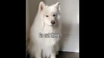 Coconut the doggo is here to lift your spirits with a message of pawsitivity.(Instagram/@coconutricebear) Coconut the doggo is here to lift your spirits with a message of pawsitivity.(Instagram/@coconutricebear)