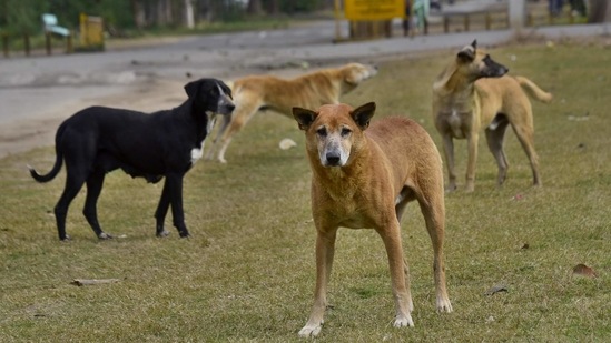 The toddler died while she was undergoing treatment for multiple bites of some stray dogs. (Gurpreet Singh/Hindustan Times File Photo)