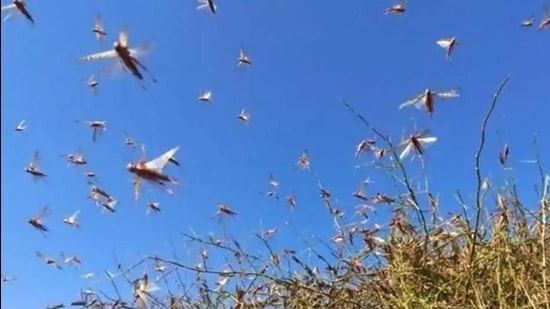 It was after about three decades that India experienced a massive locust attack in 2019-20 when the insect moved from Rajasthan to various states, including Haryana, Delhi, Uttar Pradesh, Chhattisgarh and parts of Punjab. (HT file photo) It was after about three decades that India experienced a massive locust attack in 2019-20 when the insect moved from Rajasthan to various states, including Haryana, Delhi, Uttar Pradesh, Chhattisgarh and parts of Punjab. (HT file photo)