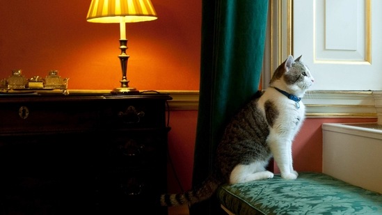 Larry, looks out of a window in the Prime Minister's residence in London, shortly after his arrival on February 15, 2011. Larry is the first cat to hold the rat-catching portfolio since the retirement of Humphrey in 1997, and has loyally served three prime ministers.(Mark Large / Pool photo via AP)