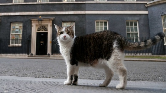 Larry, the official 10 Downing Street cat, seen before the nationwide Clap for Carers to recognise and support National Health Service (NHS) workers and carers fighting the coronavirus pandemic on May 21, 2020.(Frank Augstein / AP)
