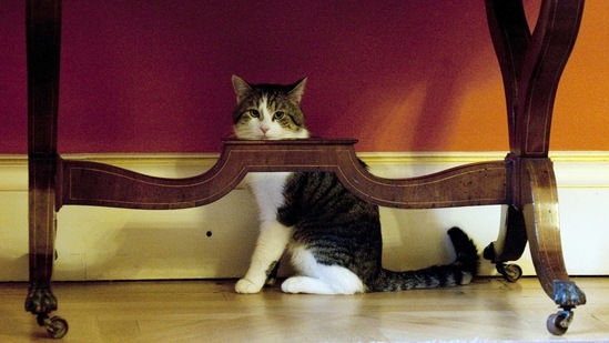 Larry, sitting under a table in then Prime Minister David Cameron's official residence in London, on February 15, 2011. After the December 2019 election, rumors swirled that Larry might be headed for retirement with the news that the new prime minister, Boris Johnson, a dog man. However, despite the prime minister moving Jack Russell cross Dilyn into Downing Street, Larry remains in office.(Mark Large / Pool photo via AP)