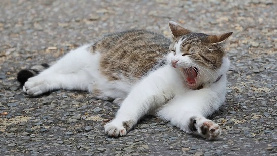 Larry, yawns whilst lying on the street as the leader of Northern Ireland's Democratic Unionist Party (DUP) Arlene Foster meets with then Prime Minister Theresa May on June 13, 2017. Over the years, Larry has become known for his occasional scraps with neighboring cats and fondness for sleep. Reports of his rodent-killing abilities vary.(Frank Augstein / AP)
