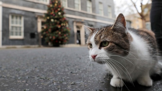 Larry sitting in the street of Prime Minister Boris Johnson's official residence in London on December 9, 2020. These days Larry, now 14, is often seen by photographers patrolling his turf.(Frank Augstein / AP)